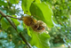 All Native Trees & Shrubs