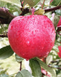 Dixie Red Apple Bare Root Fruit Tree For Sale