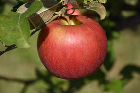 Freedom Apple Tree For Sale