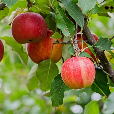 Gala Apple Tree For Sale