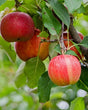 Gala Apple Bare Root Fruit Tree For Sale