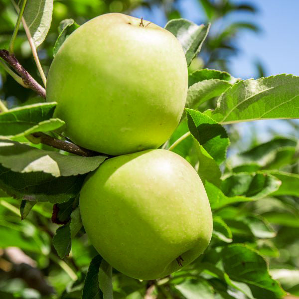 Granny Smith Apple Tree For Sale