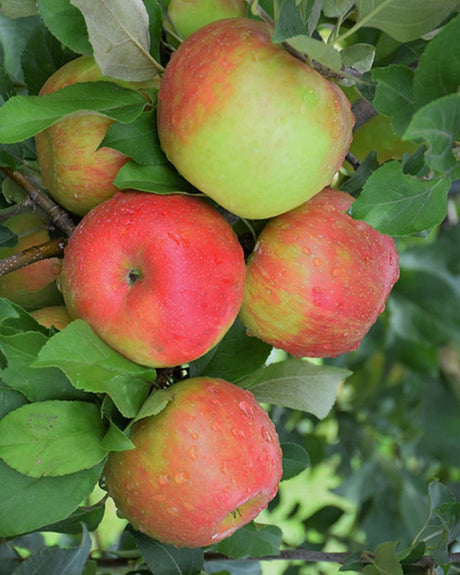 Honeycrisp Apple Bare Root Tree For Sale
