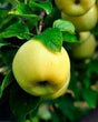 Honeygold Apple Bare Root Fruit Tree For Sale