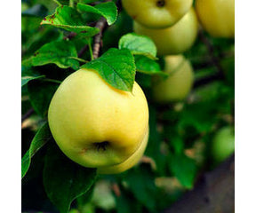 Honeygold Apple Tree For Sale