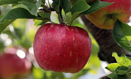 Liberty Apple Tree For Sale