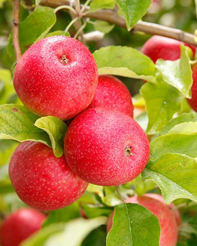 Pink Lady Apple Bare Root Fruit Tree For Sale