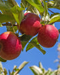 Red Delicious Apple Bare Root Fruit Tree For Sale