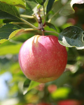 Stayman Winesap Apple Bare Root Fruit Tree For Sale