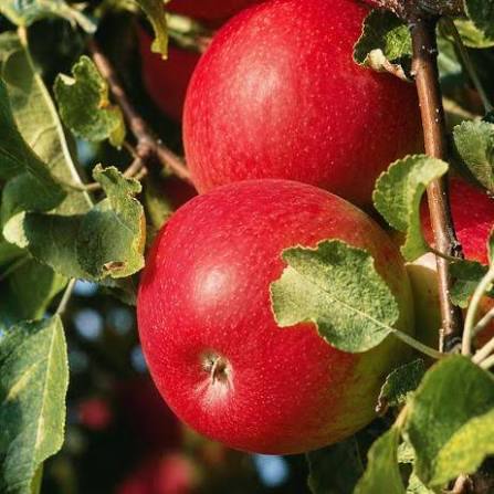 Winecrisp Apple Bare Root Tree for Sale