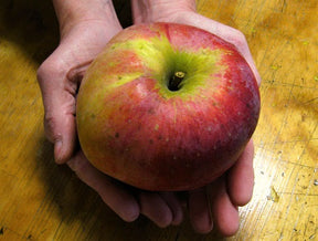Wolf River Apple Tree For Sale