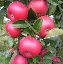 Yates Apple Bare Root Fruit Tree For Sale