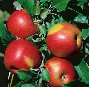 Zestar Apple Bare Root Fruit Tree For Sale