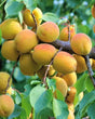 Goldcot Apricot Bare Root Fruit Tree For Sale