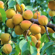 Goldcot Apricot Tree For Sale
