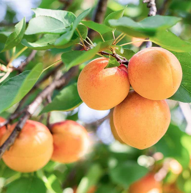 Harcot Apricot Bare Root Fruit Tree For Sale