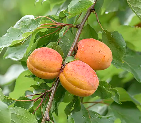 Harogem Apricot Bare Root Fruit Tree For Sale