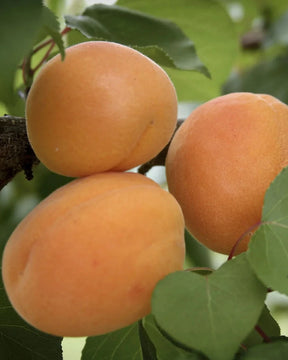 Moorpark Apricot Bare Root Tree For Sale