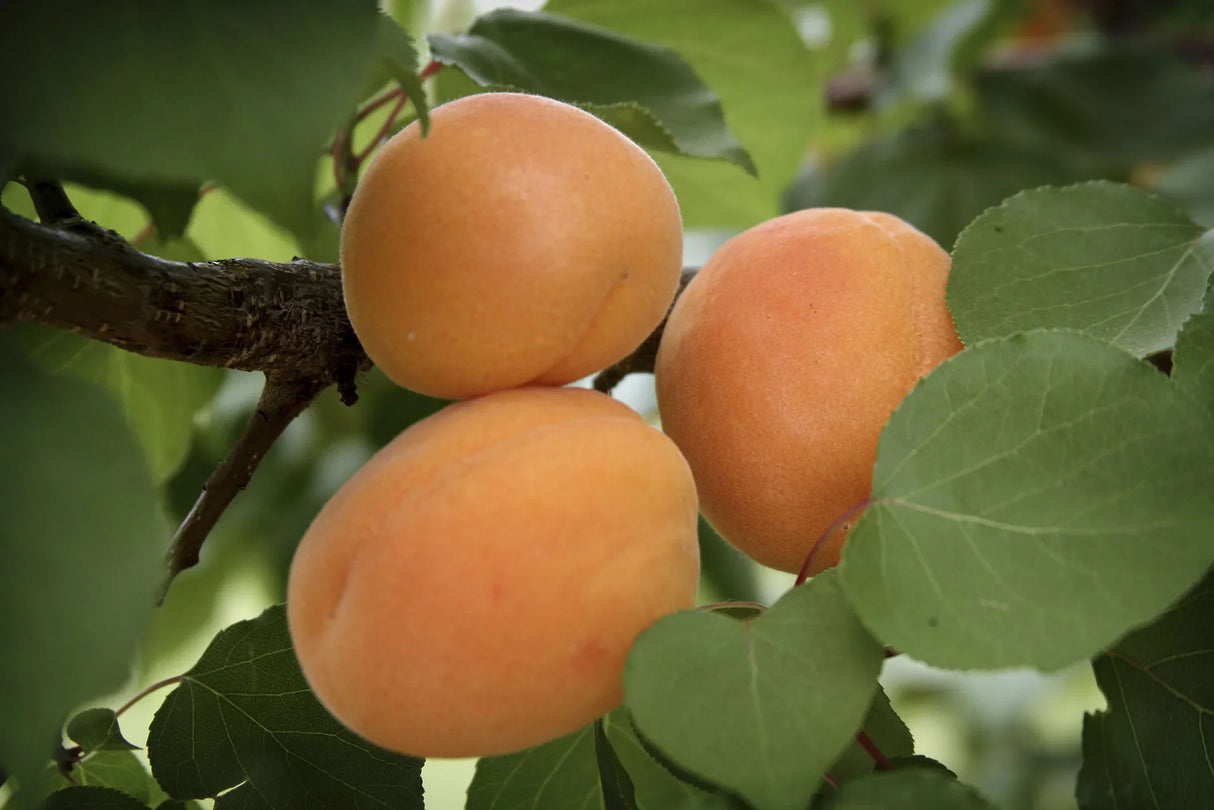 Moorpark Apricot Tree For Sale