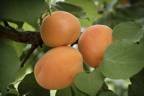 Moorpark Apricot Tree For Sale