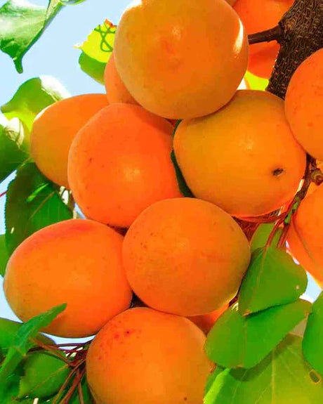 Tilton Apricot Bare Root Tree For Sale