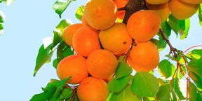 Tilton Apricot Tree For Sale