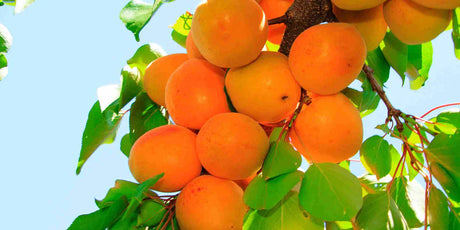 Tilton Apricot Tree For Sale
