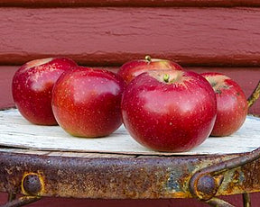 Arkansas Black Apple Tree For Sale