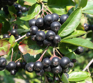 Aronia Bare Root Native Fruit Shrub For Sale