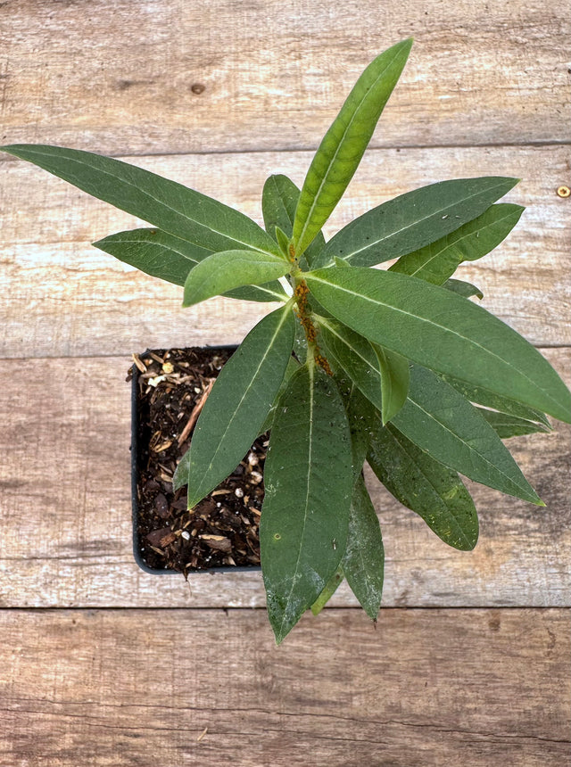 Asclepias syriaca common milkweed potted plant for sale