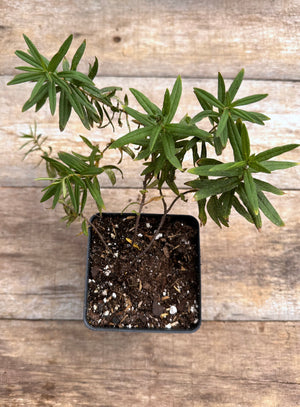 Asclepias tuberosa butterfly milkweed potted plant for sale
