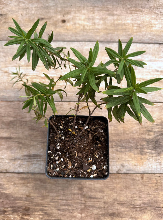 Asclepias tuberosa butterfly milkweed potted plant for sale