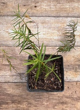 Asclepias verticillata whorled milkweed potted plant for sale