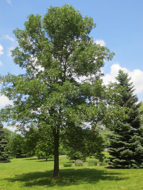 Green Ash Native Tree For Sale