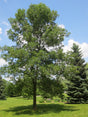Green Ash Native Tree For Sale
