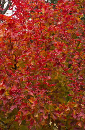 Autumn Blaze Maple Bare Root Native Tree For Sale