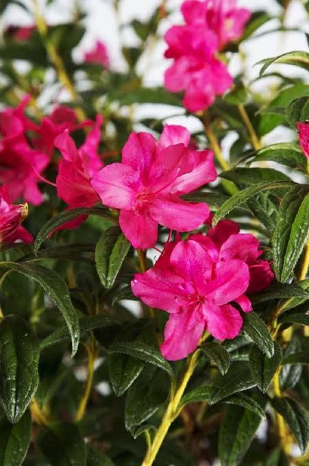 Azalea Pink Plant For Sale