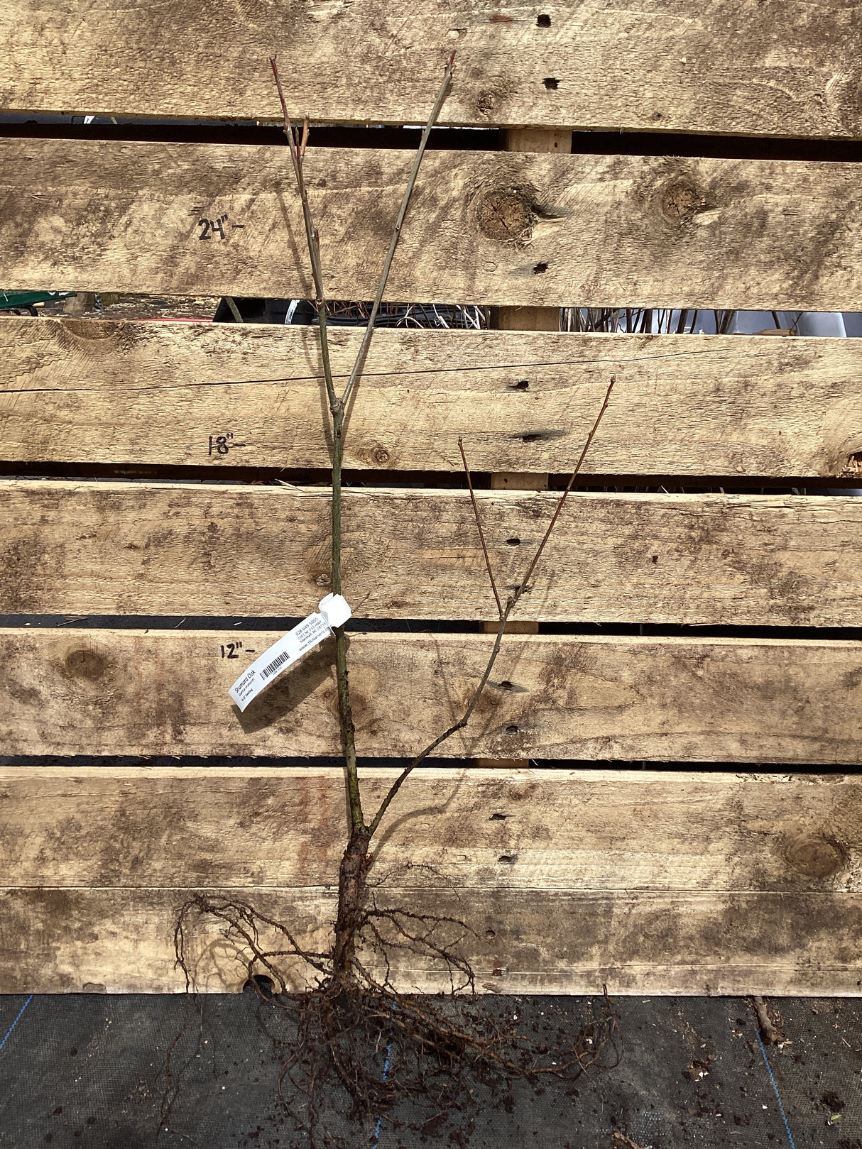 Oak, Shumard, Bare Root