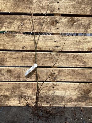 Oak, Shumard, Bare Root