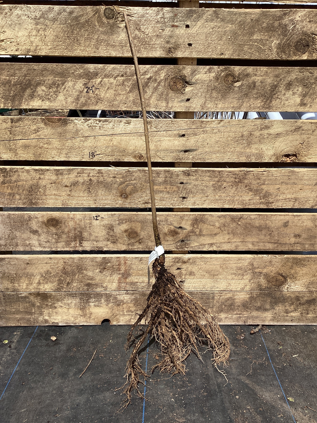 White Fringe tree, Bare Root