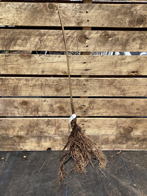 White Fringe tree, Bare Root