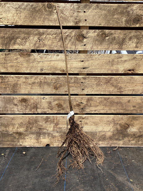 White Fringe tree, Bare Root