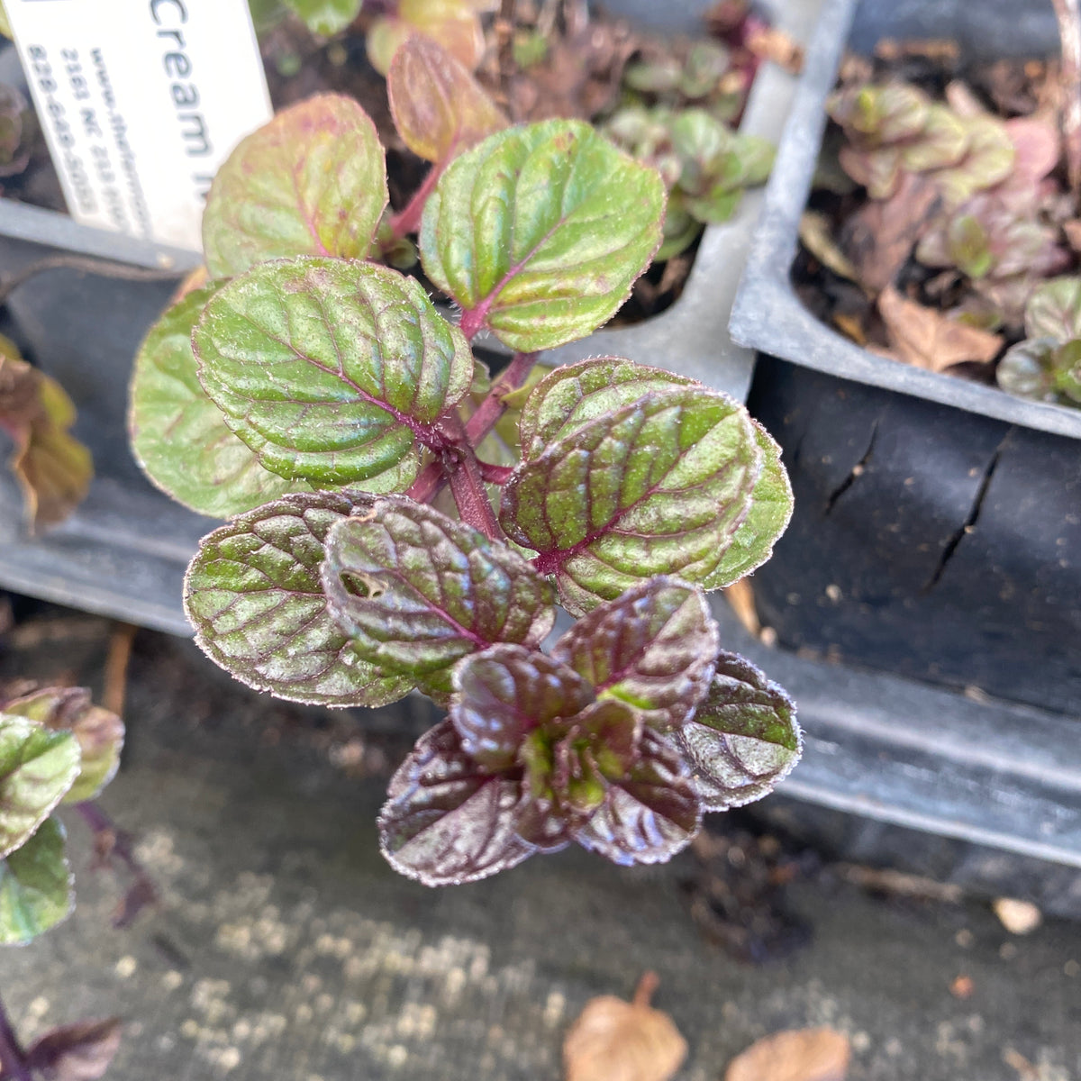 Berries and Cream Mint Organically Grown Native Plants for Sale – The ...