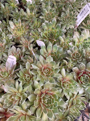 Hen and Chicks, Kalinda