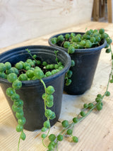 String of Pearls Organically Grown Succulent Plant For Sale