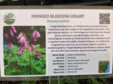 Dicentra eximia fringed bleeding hearts potted plant for sale