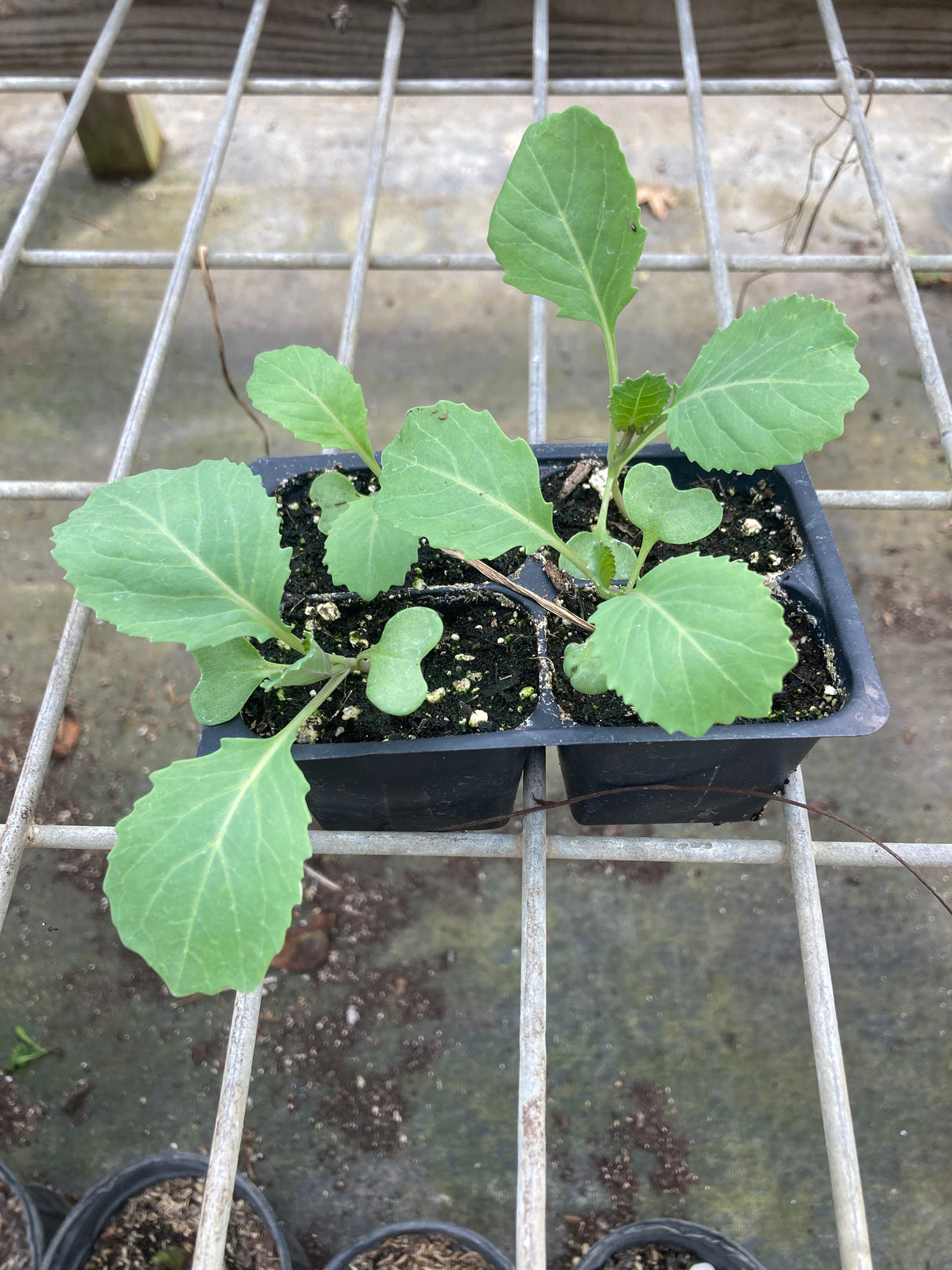 Cabbage, Stonehead F1