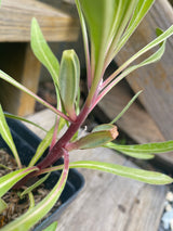 Evening Primrose, Missouri