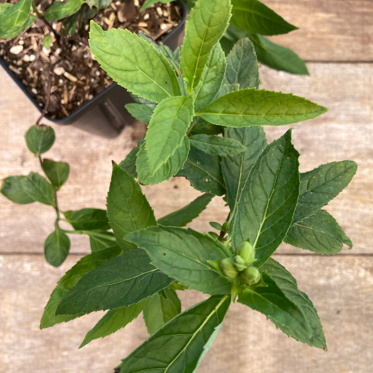 White Turtlehead - Organically Grown Native Plants for Sale – The Farm ...