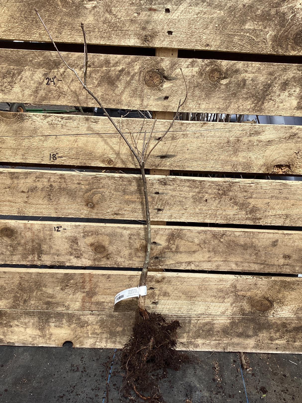 Oak, White, Bare Root